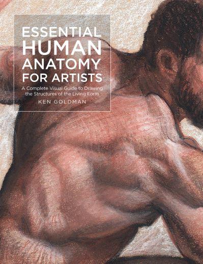 Essential Human Anatomy For Artists