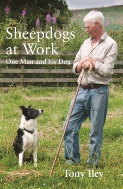 Sheepdogs At Work