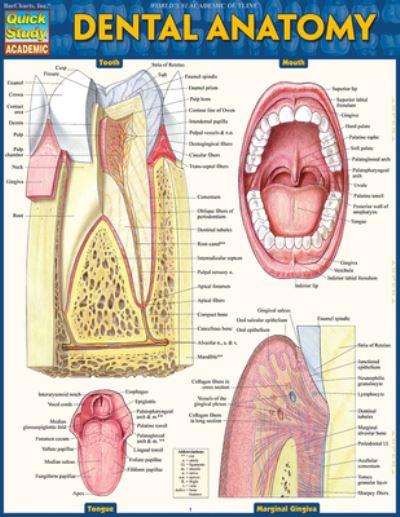 Dental Anatomy