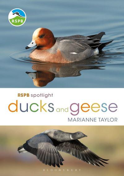 Ducks and Geese