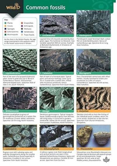 A Guide To Common Fossils