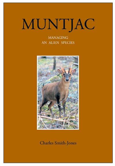 Muntjac