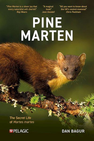 Pine Marten