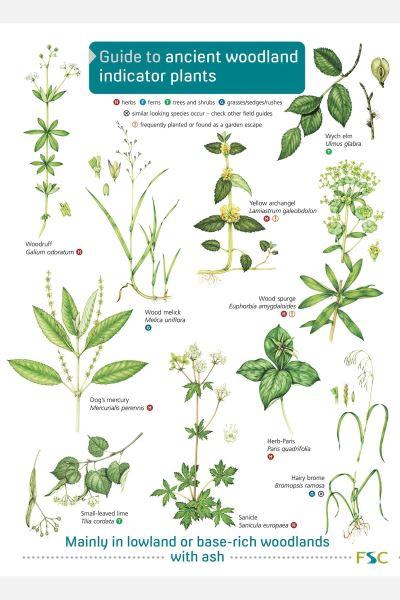Guide To Ancient Woodland Indicator Plants