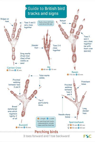 Guide To British Bird Tracks and Signs