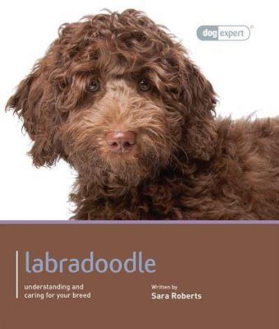 Labradoodle