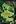 The Forager's Calendar