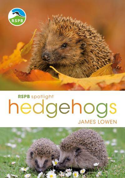 Hedgehogs