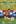 Cruyff
