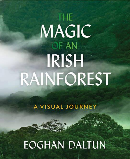 The Magic of an Irish Rainforest