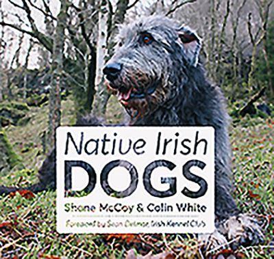 Native Irish Dogs